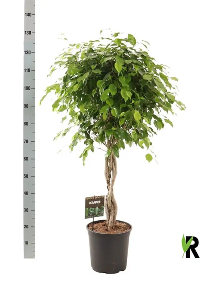 Фикус D27 H120 - Ficus Exotica twisted stems 4pp - Image 2