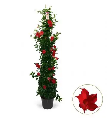 Мандевила D24 H125 - Mandevilla Summerstar Red