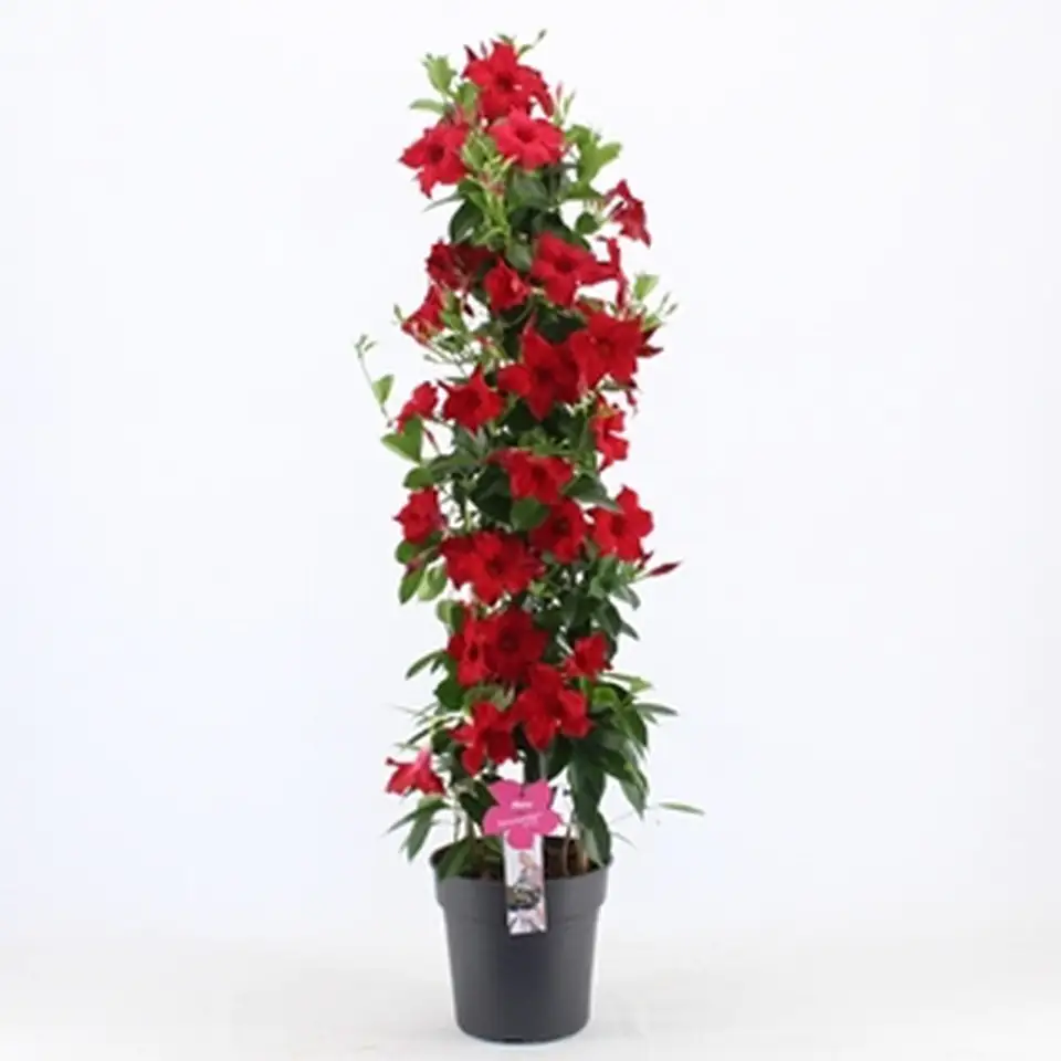Мандевила D24 H125 - Mandevilla Summerstar Red - Image 2