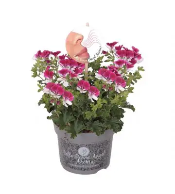 Пеларгониум  D12 H25 - Pelargonium Angel Parfum Senna