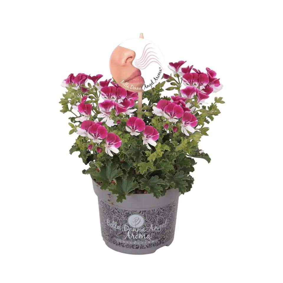 Пеларгониум  D12 H25 - Pelargonium Angel Parfum Senna
