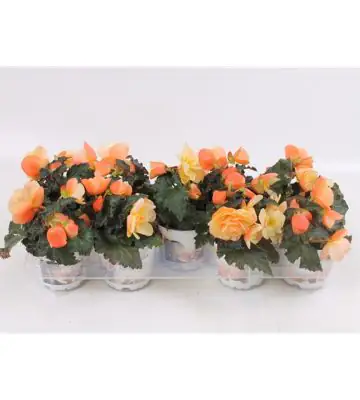 Бегониа D12 H22 - Begonia Fragrant Falls Peach