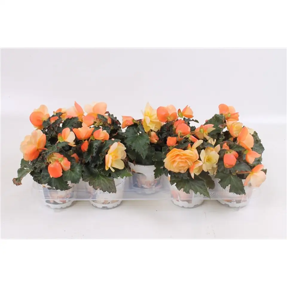 Бегониа D12 H22 - Begonia Fragrant Falls Peach