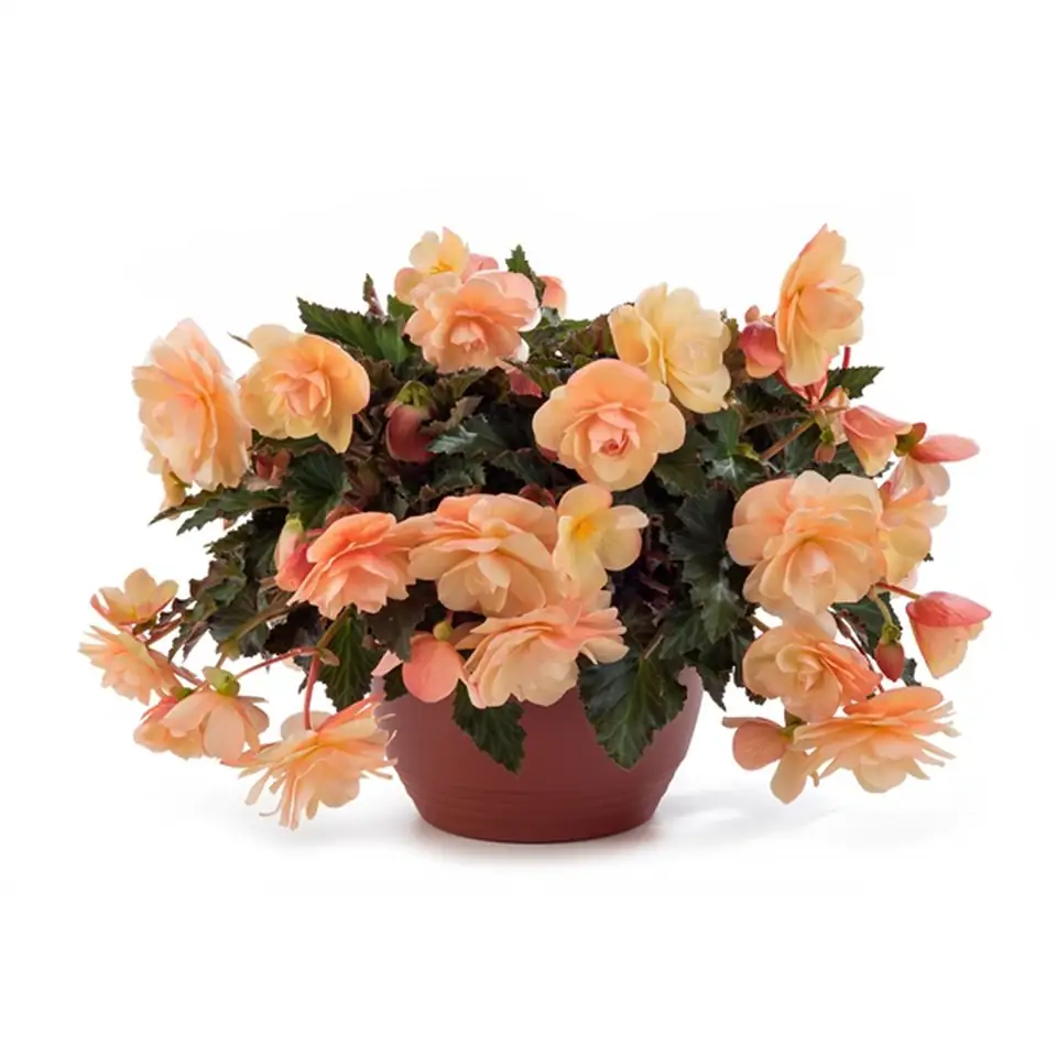 Бегониа D12 H22 - Begonia Fragrant Falls Peach - Image 2