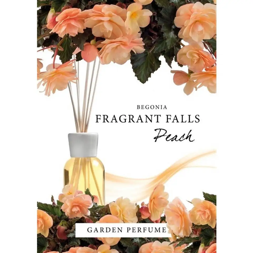 Бегониа D12 H22 - Begonia Fragrant Falls Peach - Image 3