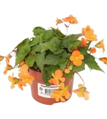 Бегониа D10.5 H17 - Begonia Papaya
