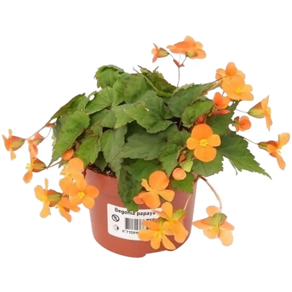 Бегониа D10.5 H17 - Begonia Papaya