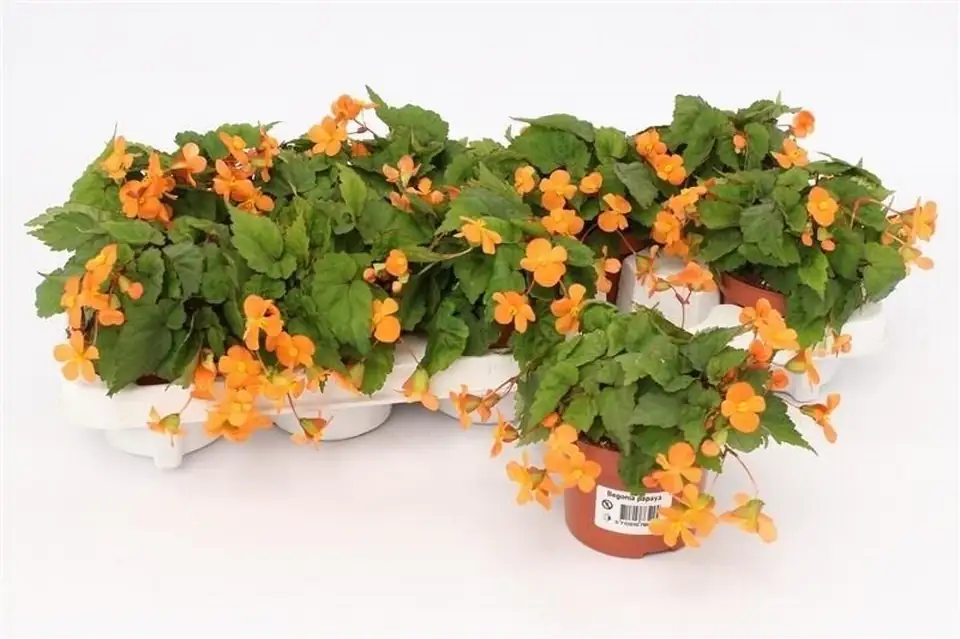 Бегониа D10.5 H17 - Begonia Papaya - Image 2