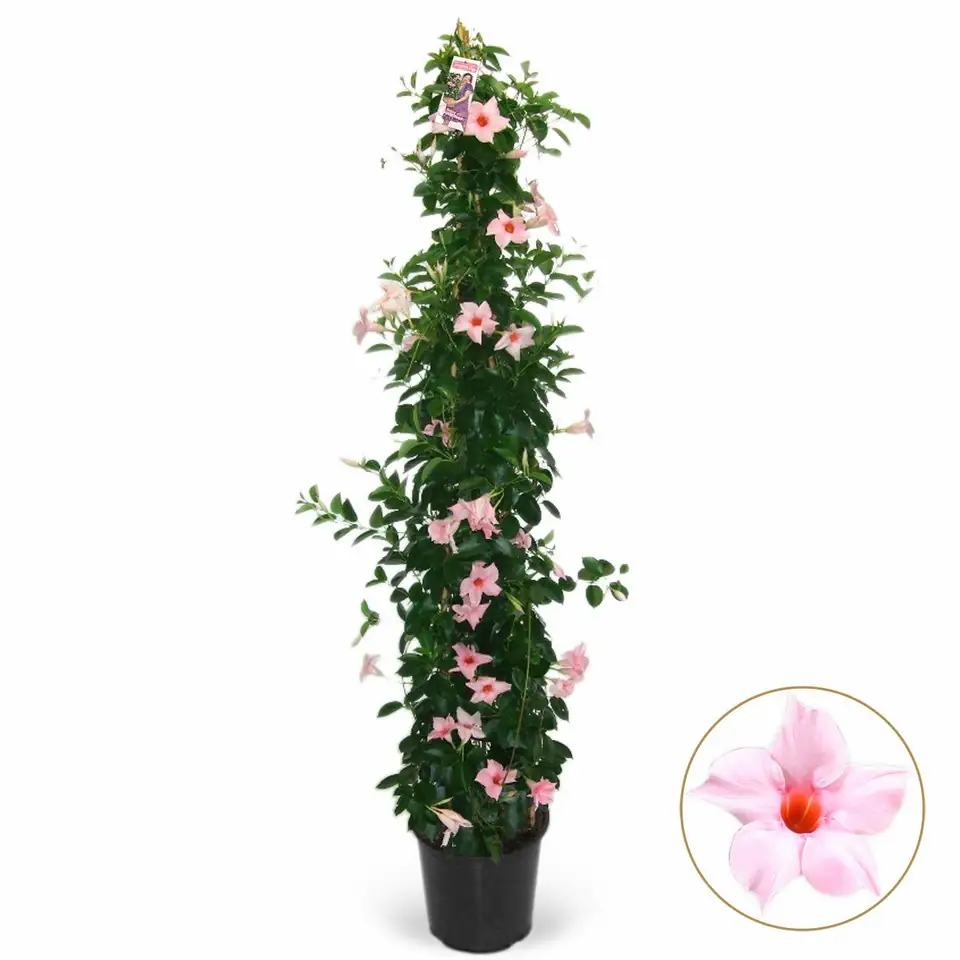Мандевила D24 H125 - Mandevilla Eagle Eye