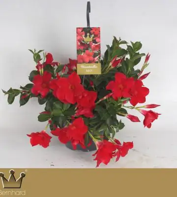 Мандевила D21 H50 - Mandevilla Bella Red
