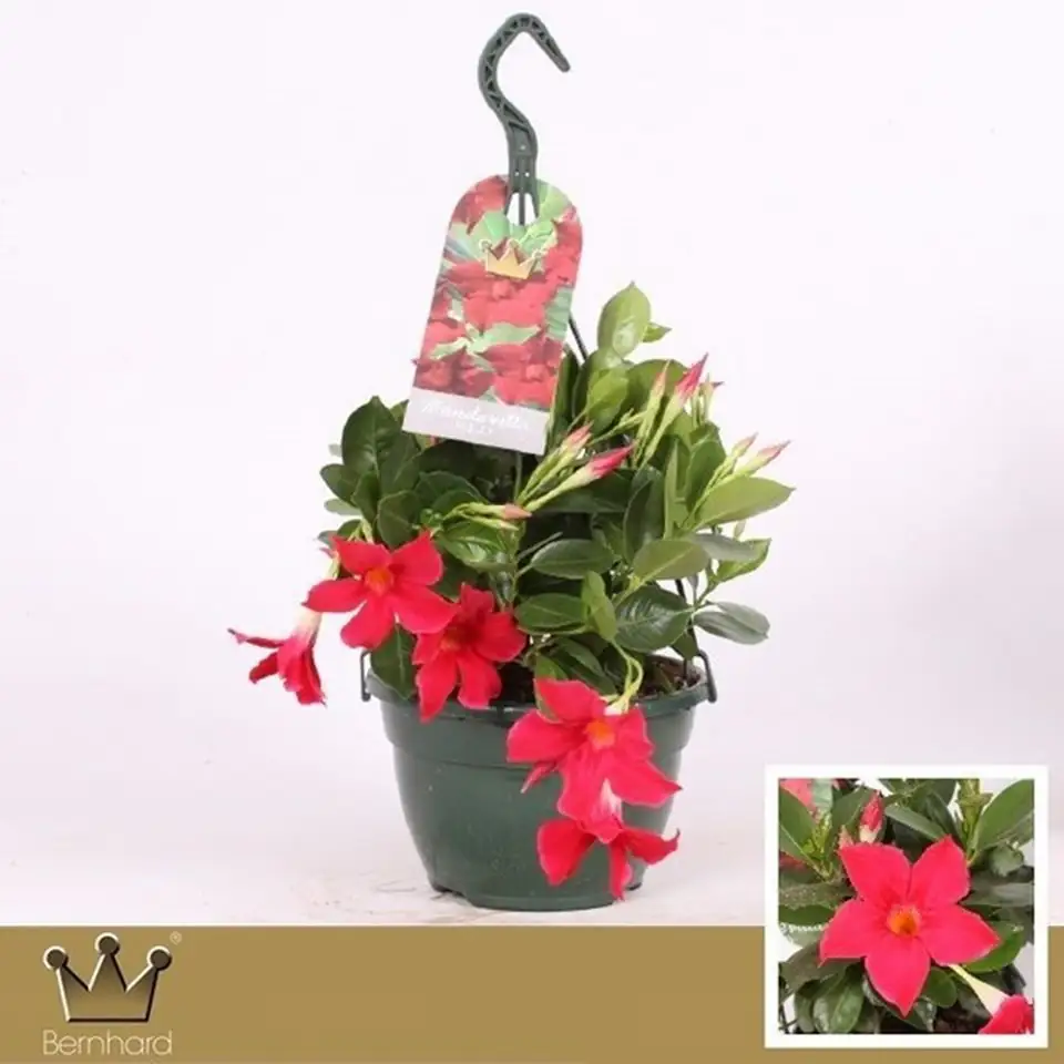 Мандевила D21 H50 - Mandevilla Bella Red - Image 2
