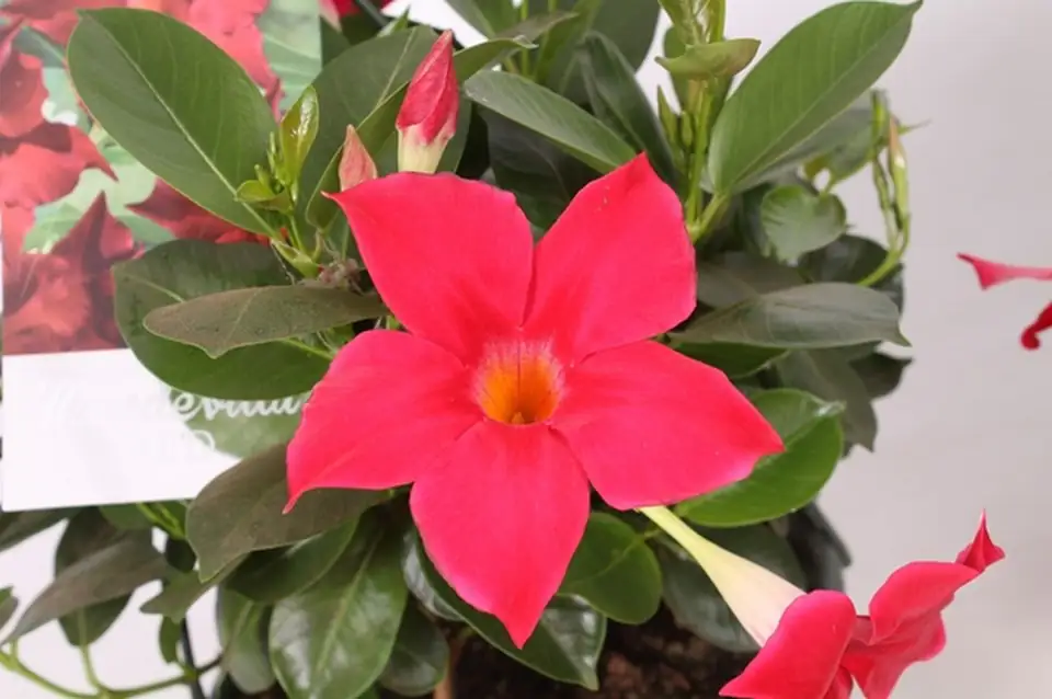 Мандевила D21 H50 - Mandevilla Bella Red - Image 3
