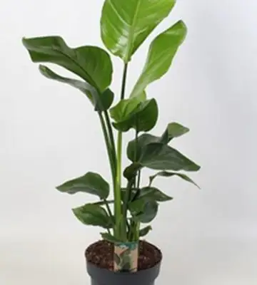 Стрелиция D21 H110 - Strelitzia Nicolai