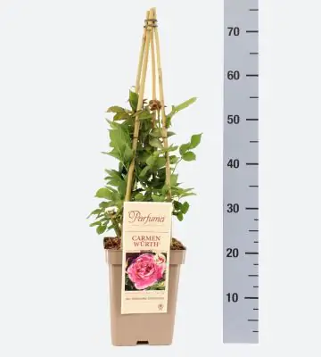 Роза аром D23 H65 - Rosa Parfuma (TH) Carmen Wurth ®