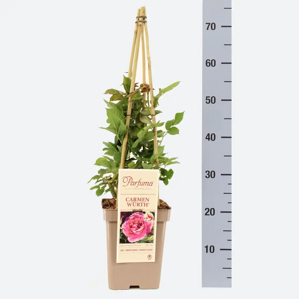 Роза аром D23 H65 - Rosa Parfuma (TH) Carmen Wurth ®