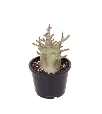 НАЧАЛО 8 Адениум D15 H30 - Adenium Baobab