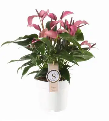 НАЧАЛО 6 Антуриум D12 H40 - Anthurium Zizou