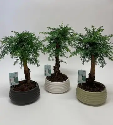 Араукария D19 H50 - Araucaria cunninghamii bonsai