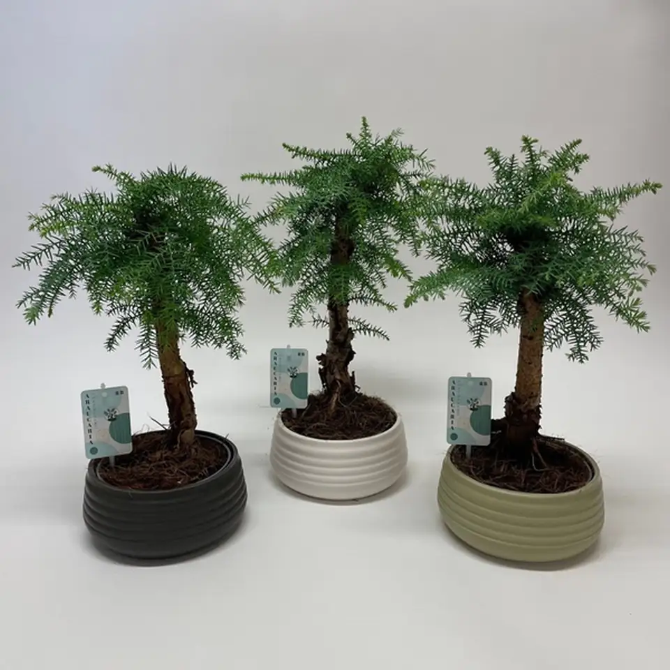 Араукария D19 H50 - Araucaria cunninghamii bonsai
