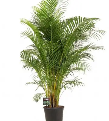 Арека D34 H200 - Dypsis lutescens 20pp