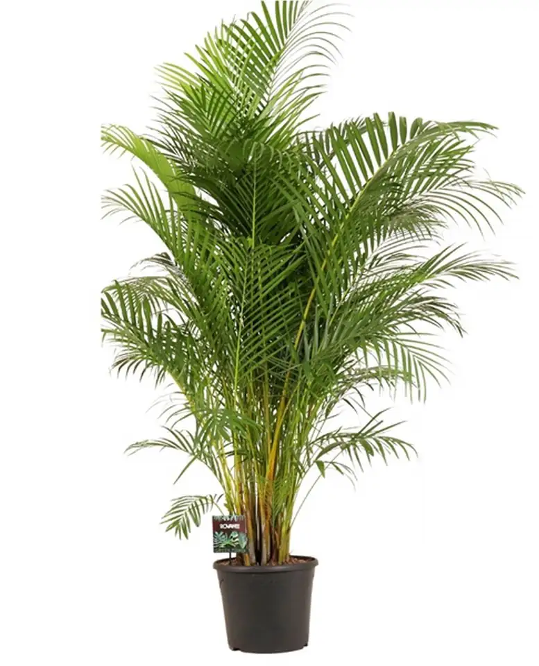 Арека D34 H200 - Dypsis lutescens 20pp