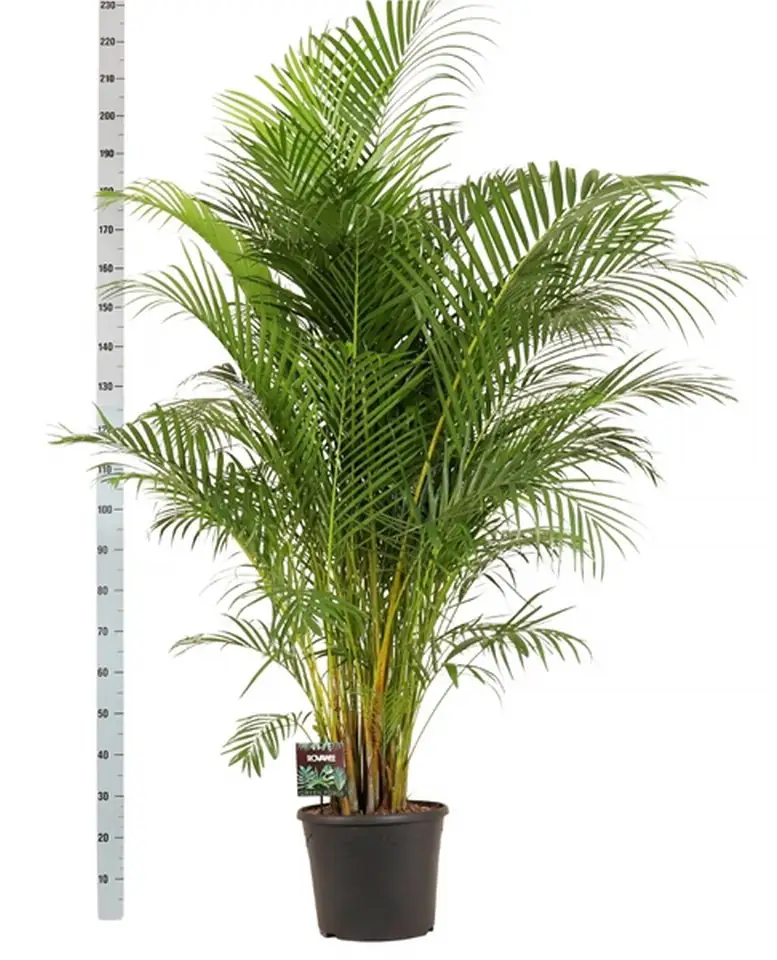 Арека D34 H200 - Dypsis lutescens 20pp - Image 2