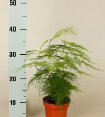 Аспарагус D12 H40 - Asparagus Setaceus