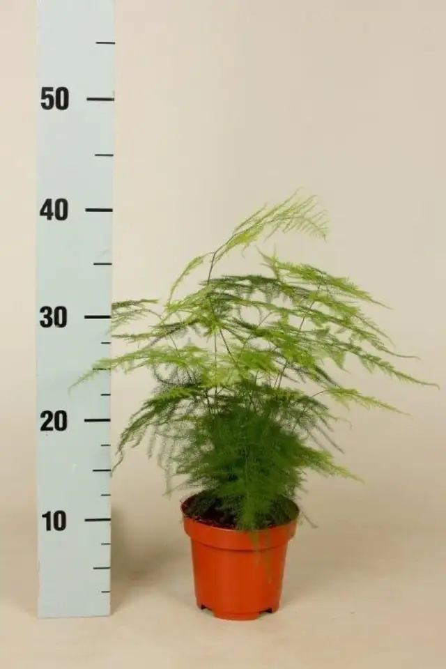 Аспарагус D12 H40 - Asparagus Setaceus