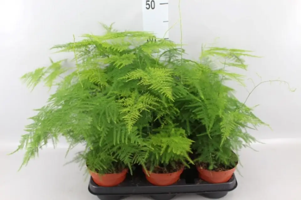 Аспарагус D12 H40 - Asparagus Setaceus - Image 2