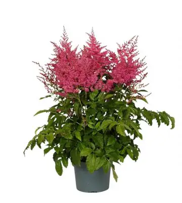 Астилбе D19 H50 - Astilbe Arendsii Pink