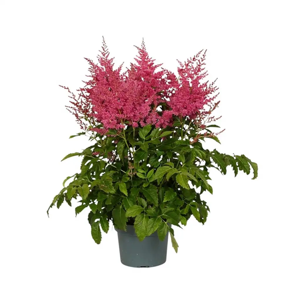 Астилбе D19 H50 - Astilbe Arendsii Pink