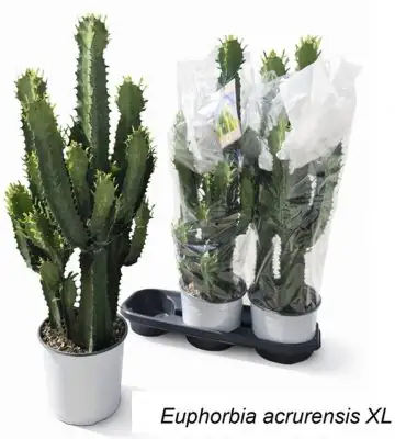 Еуфорбиа D19 H75 - Euphorbia acrurensis