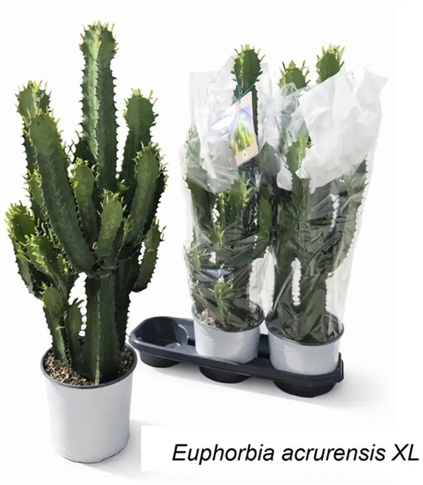 Еуфорбиа D19 H75 - Euphorbia acrurensis