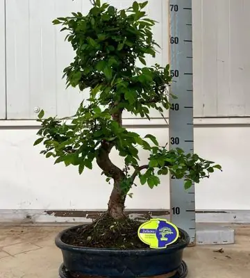 Бонсай D32 H50 - Bonsai Zelkova
