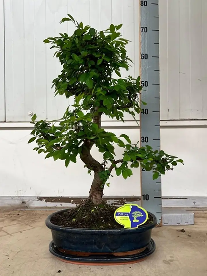 Бонсай D32 H50 - Bonsai Zelkova