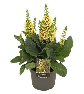 Вербаскум D17 H50 - Verbascum densiflorum