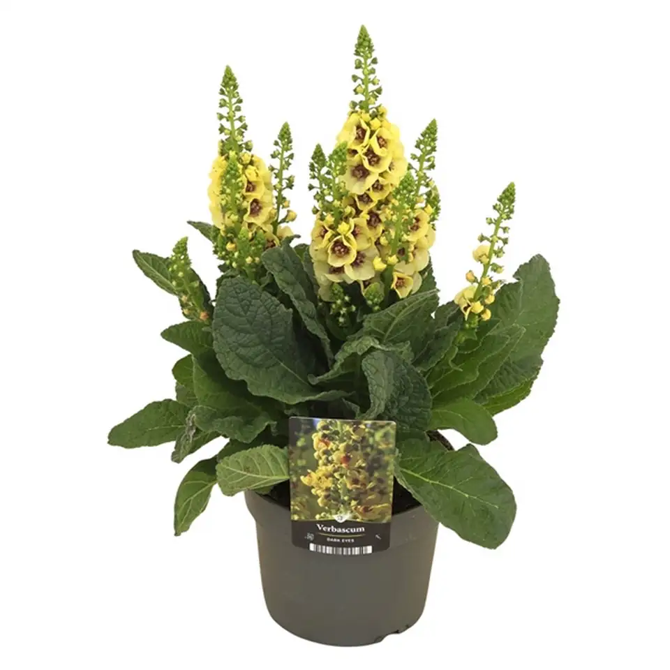 Вербаскум D17 H50 - Verbascum densiflorum