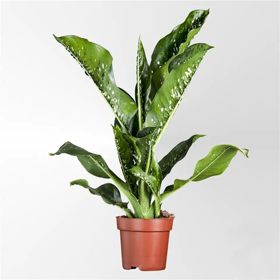 Дифенбахиа D21 H90 - Dieffenbachia Caiman