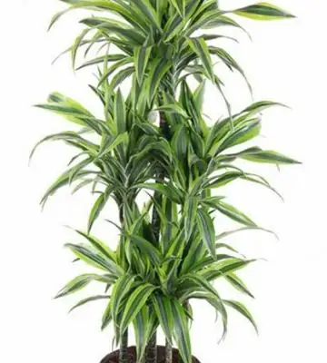 Драцена D31 H140 - Dracaena Lemon Lime