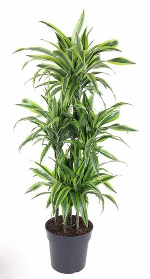 Драцена D31 H140 - Dracaena Lemon Lime