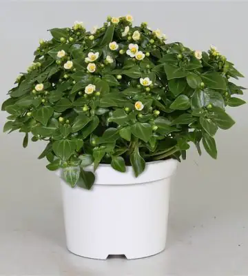 Екзакум D12 H20 - Exacum affine White Star