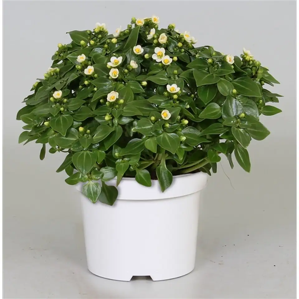 Екзакум D12 H20 - Exacum affine White Star