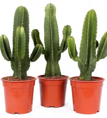 Еуфорбиа D21 H75 - Euphorbia Ingens