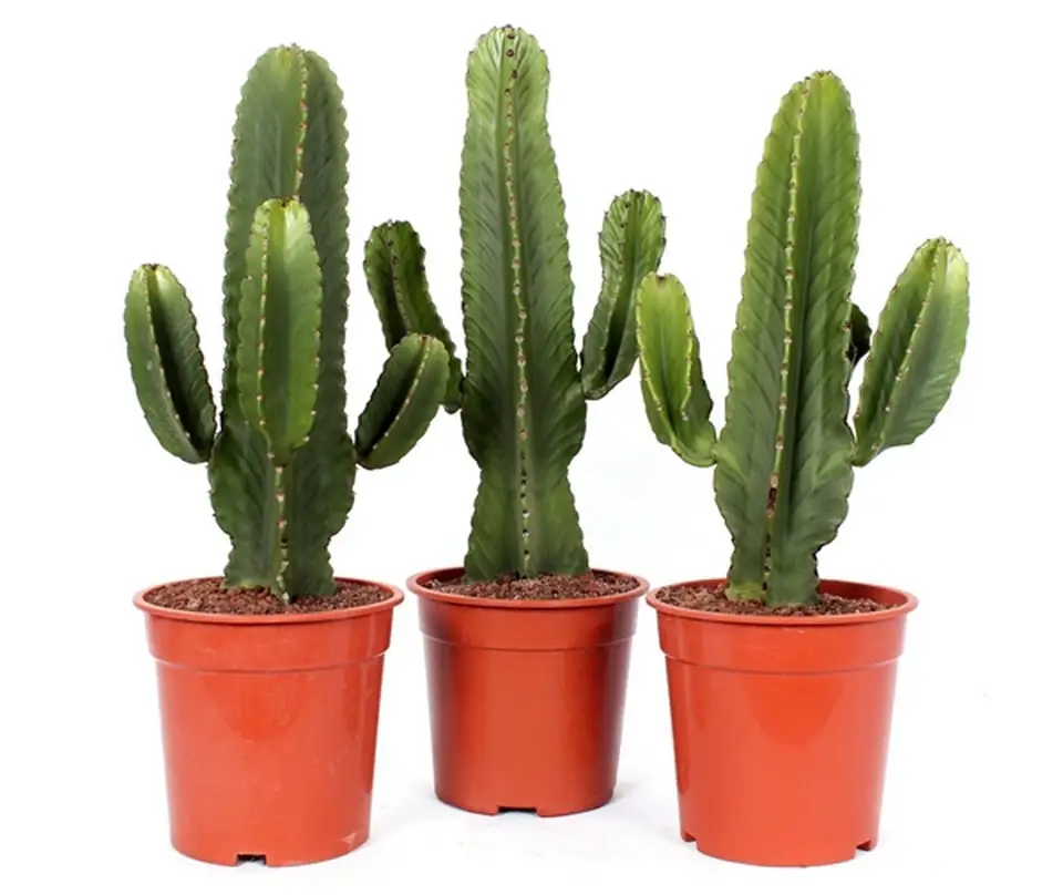 Еуфорбиа D21 H75 - Euphorbia Ingens