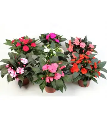 Импасианс D12 H25 - Impatiens NG mix