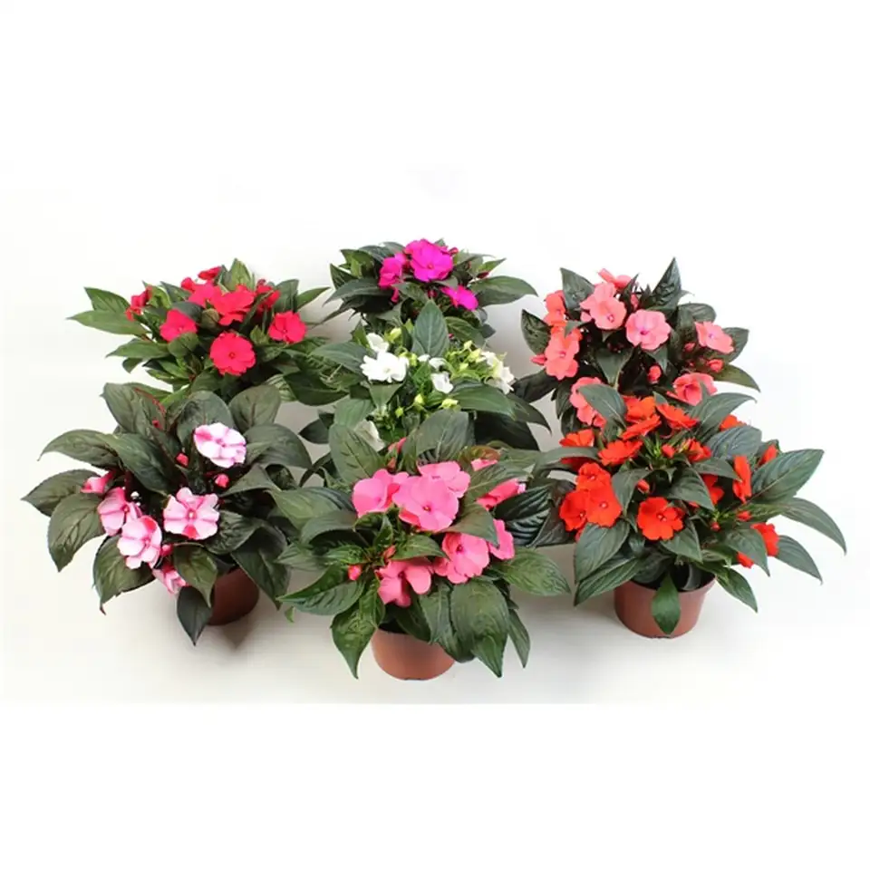 Импасианс D12 H25 - Impatiens NG mix