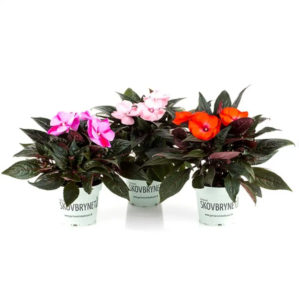 Импасианс D12 H25 - Impatiens NG mix - Image 2