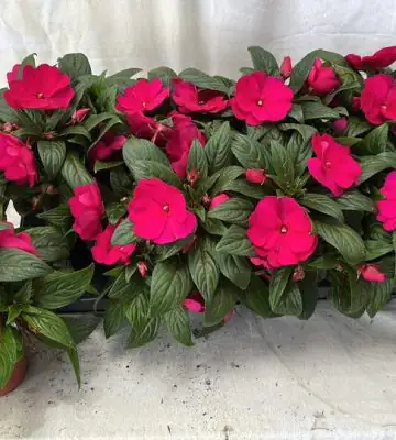 Импасианс D12 H25 - Impatiens NG Purple Blue
