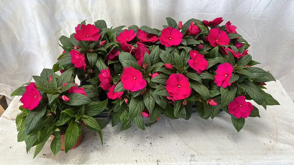Импасианс D12 H25 - Impatiens NG Purple Blue