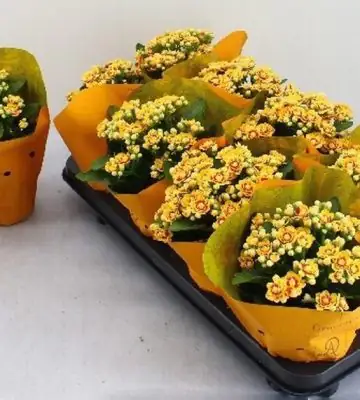 Каланхое D12 H26 - Kalanchoe Rose Flowers Dagny